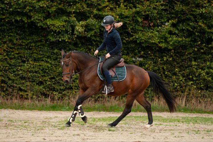 Zeer chique allround D eyecatcher !!, Dieren en Toebehoren, Pony's, Merrie, B, D pony (1.37m tot 1.48m), Springpony, 3 tot 6 jaar