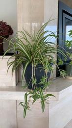 Graslelie 45 cm met uitlopers, Huis en Inrichting, Kamerplanten, Ophalen