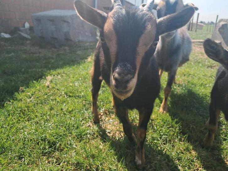 Dwerggeit lammen black and tan, Animaux & Accessoires, Moutons, Chèvres & Cochons