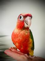 Conure eam, Enlèvement