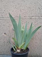 Iris 'Cliffs of Dover', Tuin en Terras, Planten | Tuinplanten, Ophalen, Vaste plant, Volle zon