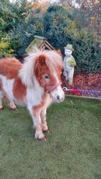 Vosbont mini paardje merrie, Dieren en Toebehoren, Merrie, Gechipt