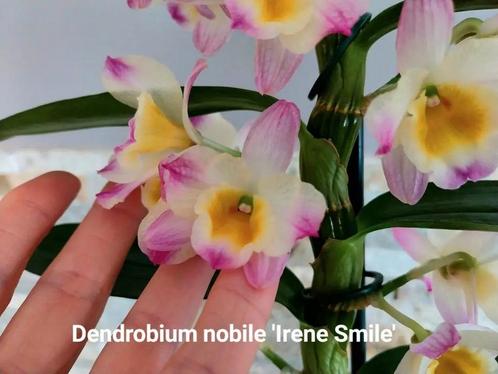 Orchidee Dendrobium nobile 'Irene Smile', Huis en Inrichting, Kamerplanten, Ophalen of Verzenden