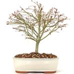 Japanse esdoorn 'Kiyohime' bonsai, Tuin en Terras, In pot, Bloeit niet, Halfschaduw, Minder dan 100 cm