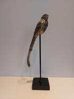 Paradijsvogel op houten sokkel, Antiek en Kunst, Ophalen of Verzenden