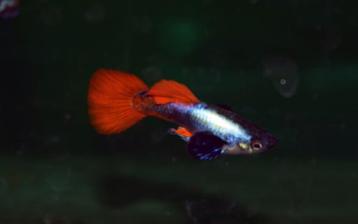 Hobbyaquarium Poec Ret Dumbo Ear Platinum Red  beschikbaar voor biedingen