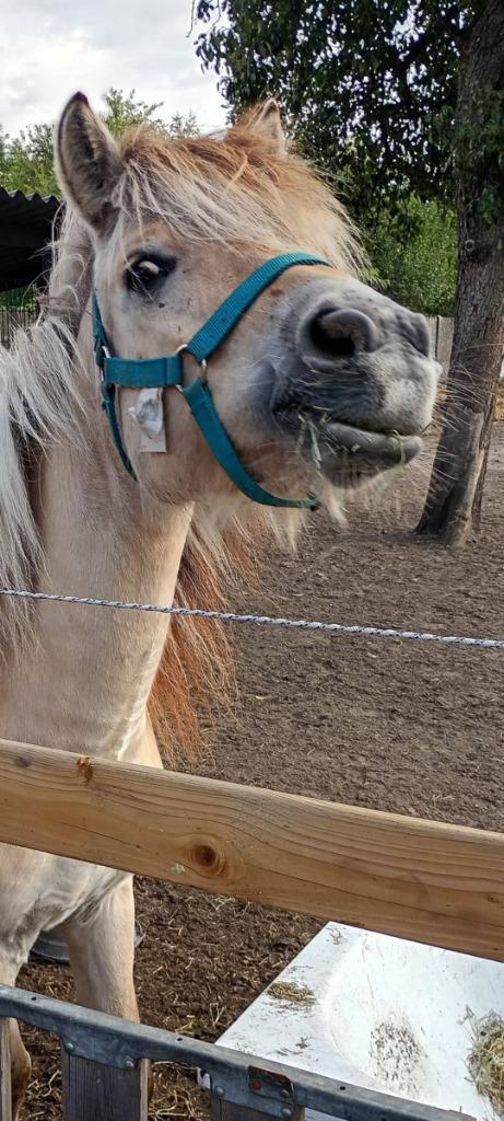 Te Koop laatbloeiende sterke kleine 100 procent Fjordmerrie, Dieren en Toebehoren, Pony's, Merrie, Zadelmak, B pony (1.17m tot 1.27m)