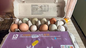 Verse eirenen te koop! 118 stuks beschikbaar beschikbaar voor biedingen