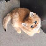Britse korthaar kittens, Dieren en Toebehoren, Katten en Kittens | Raskatten | Korthaar, Meerdere dieren, Gechipt, 0 tot 2 jaar