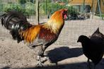 Brugse vechter fokdieren (kippen), Meerdere dieren, Kip