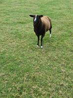 schapen bok, Dieren en Toebehoren, Mannelijk, Schaap, 0 tot 2 jaar