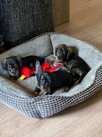 Mooie dwerg ruwharige teckel pups particulier, Animaux & Accessoires, Particulier, Plusieurs, Belgique, 8 à 15 semaines