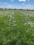 Gezocht GRAS op stam