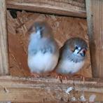 Vier popjes zebravinken