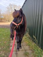 Grote maat, brave shetlander ruin! Videotjes beschikbaar!, Hongre, Poney de récréation, Poney A (jusqu'à 1.17 m), 3 à 6 ans