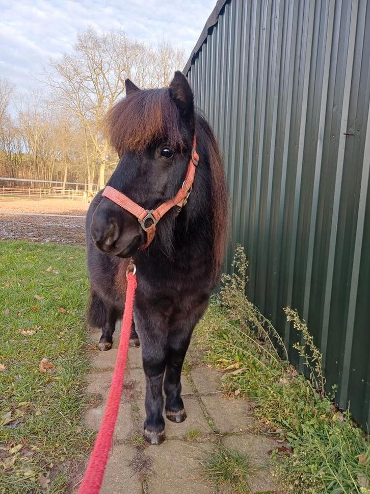 Grote maat, brave shetlander ruin! Videotjes beschikbaar!, Animaux & Accessoires, Poneys, Hongre, Non dressé, Poney A (jusqu'à 1.17 m)