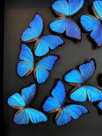 Prachtige vlucht van 10 Morpho Didius-vlinders uit Peru50x50, Nieuw, Opgezet dier, Ophalen of Verzenden, Insect