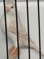 Satinet  wit  2025, Dieren en Toebehoren, Vogels | Kanaries