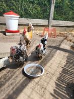 Serama, Dieren en Toebehoren, Pluimvee
