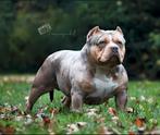 American Bully Dek Reuen., België, CDV (hondenziekte), Meerdere, Fokker | Professioneel