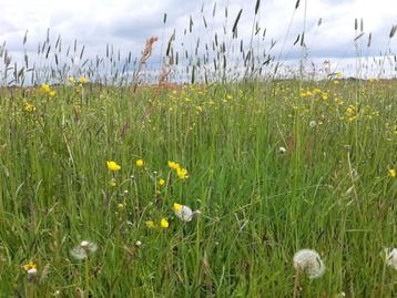 Terres agricoles/prairies  disponible aux enchères