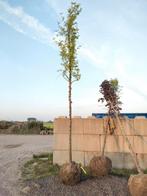 Valse christusdoorn boom. (Gleditsia) 18/20. Kluit. 2stuks à, Tuin en Terras, Planten | Bomen, Ophalen of Verzenden, Bolboom, 400 cm of meer