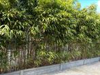 Bamboe, Tuin en Terras, Ophalen, Bamboe