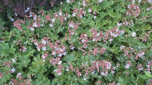 Bodembedekkers, Tuin en Terras, Planten | Tuinplanten, Vaste plant, Bodembedekkers, Halfschaduw, Lente, Ophalen