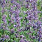 Nepeta Six Hills Giant, Ophalen