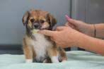 Chihuahua pups prachtige keuze, Particulier, 8 tot 15 weken, Buitenland, CDV (hondenziekte)