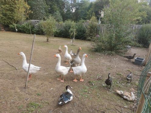 9 Barberie eenden ( 8 rond 4 -5 manden oud & 1 jonge moeder), Dieren en Toebehoren, Pluimvee