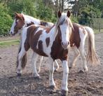 Leuke bonte pony's te koop, Gechipt, Ruin, Niet van toepassing, 3 tot 6 jaar