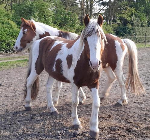 Leuke bonte pony's te koop, Dieren en Toebehoren, Pony's, Ruin, Niet van toepassing, D pony (1.37m tot 1.48m), Recreatiepony, 3 tot 6 jaar