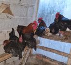Marans, Dieren en Toebehoren