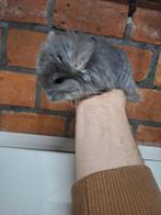 2 jonge chinchilla bokjes, handtam. Angora, Dieren en Toebehoren, September, Mannelijk, Chinchilla