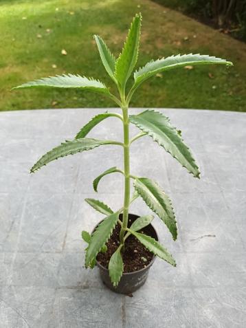 Kalanchoe Daigremontiana beschikbaar voor biedingen