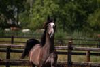 Arabisch Volbloed Hengstje, Dieren en Toebehoren, Hengst, Niet van toepassing, Gechipt, 0 tot 2 jaar