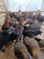 4 dernières perdrix dorées Leghorn âgées de 5 mois 60 euros , Animaux & Accessoires, Poule ou poulet, Femelle