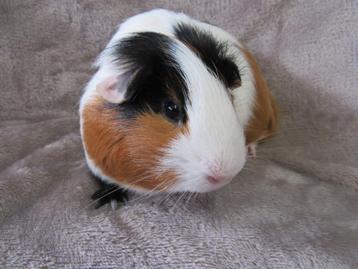 Leuke jonge castraat, Dieren en Toebehoren, Knaagdieren, Cavia