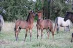 Bijzonder knap PRE Merrieveulen geboren 23.04.2025, Dieren en Toebehoren, Paarden, Merrie, Gechipt, Niet van toepassing, Dressuurpaard
