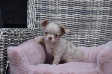 Chiots Chihuahua : un bon choix immédiatement disponible