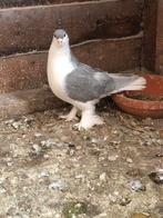 Lahore, Animaux & Accessoires, Oiseaux | Pigeons, Plusieurs animaux, Autres espèces