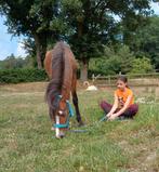 B pony ruin  en NMPRS Merrie, Dieren en Toebehoren, Paarden, Meerdere dieren, Onbeleerd, Recreatiepaard, Gechipt
