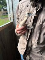 Nandoe kuikens grijs, Dieren en Toebehoren, Pluimvee, Geslacht onbekend, Overige soorten