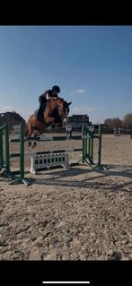 Springpaard te koop, Dieren en Toebehoren, Merrie, Springpaard