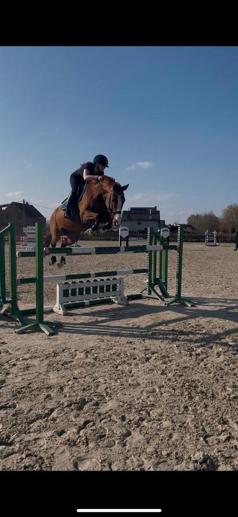 Springpaard te koop, Dieren en Toebehoren, Paarden, Merrie, Springpaard