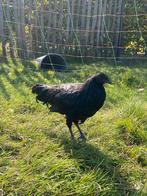 Sumatra hanen, Dieren en Toebehoren, Pluimvee