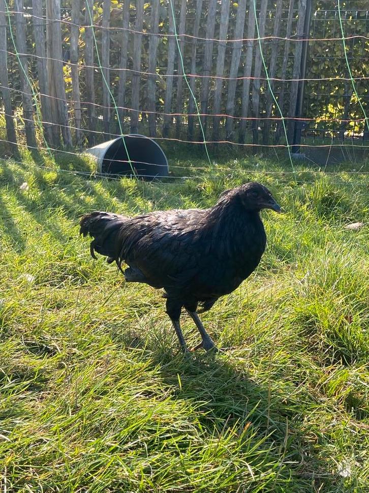 Sumatra hanen, Dieren en Toebehoren, Pluimvee