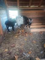 Bok te koop, Dieren en Toebehoren, Schapen, Geiten en Varkens, Mannelijk, Geit, 0 tot 2 jaar