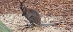 wallaby kangoeroe mannetje, Dieren en Toebehoren, Januari